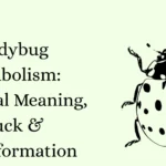 Ladybug Symbolism: Spiritual Meaning, Luck & Transformation