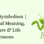 Mantis Symbolism | Spiritual Meaning, Culture & Life Lessons
