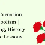Red Carnation Symbolism | Meaning, History & Life Lessons