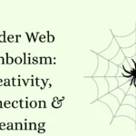Spider Web Symbolism: Creativity, Connection & Meaning