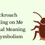 Cockroach Crawling on Me Spiritual Meaning and Symbolism