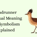 Roadrunner Spiritual Meaning and Symbolism Explained