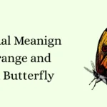 Spiritual Meanign of Orange and Black Butterfly