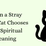 When a Stray Black Cat Chooses You: Spiritual Meaning
