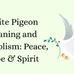 White Pigeon Meaning and Symbolism: Peace, Hope & Spirit
