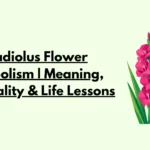 Gladiolus Flower Symbolism