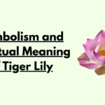 Symbolism and Spiritual Meaning of Tiger Lily